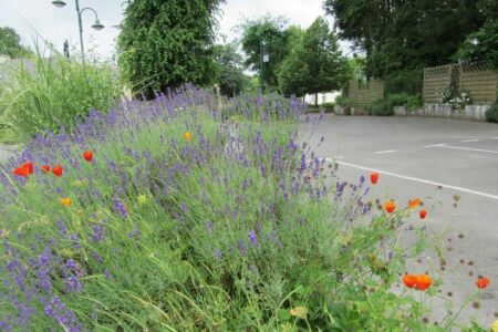 Billio Coquelicots et Lavande